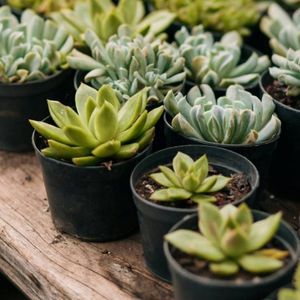 imagem do produto Muda de suculenta - pote 7