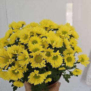 imagem do produto Flores para presente - pedir com 3 dias de antecedencia 