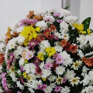 imagem do produto Coroas Especiais 