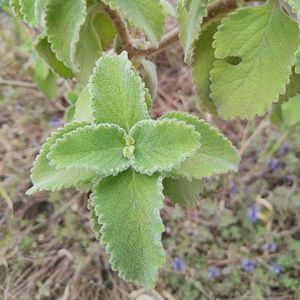 imagem do produto Boldo fresco (maço)