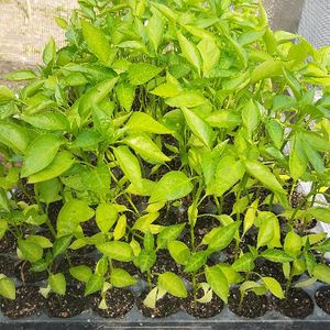 imagem do produto muda de pimentão (4 uni)