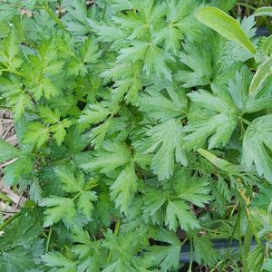 imagem do produto cheiro verde 