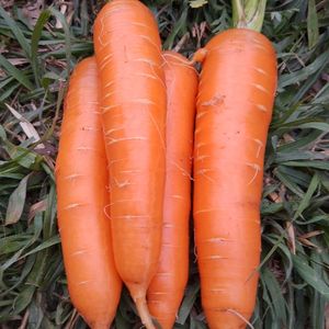 imagem do produto Cenoura (maço)