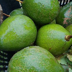 imagem do produto abacate (uni)