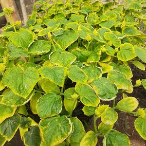 imagem do produto Muda de pepino (4 uni) 