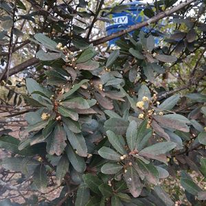 imagem do produto louro (saquinho)