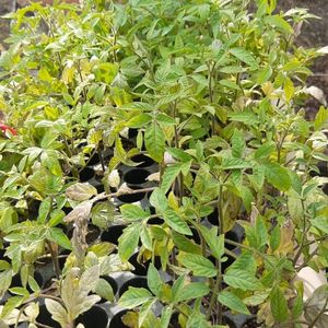 imagem do produto Muda tomate (4 uni)