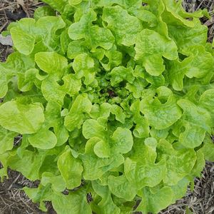 imagem do produto Alface (uni)