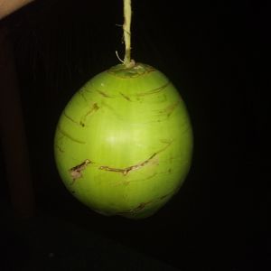 imagem do produto Coco 