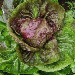 imagem do produto Chicória roxa