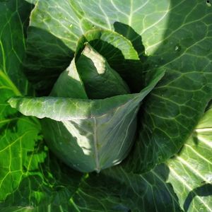 imagem do produto Repolho coração de boi