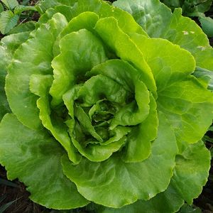 imagem do produto Alface lisa