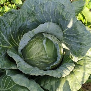 imagem do produto Repolho