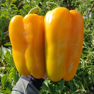 imagem do produto Pimentão amarelo