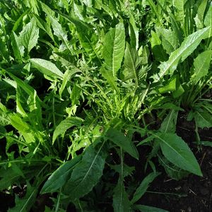 imagem do produto Radichi catalonia