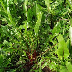 imagem do produto Radichi catalonia roxo