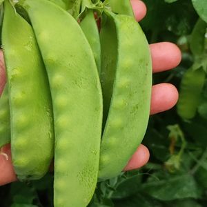 imagem do produto Ervilha torta