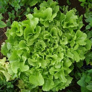 imagem do produto Chicória