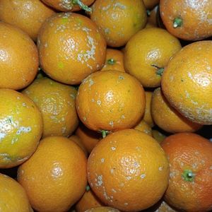 imagem do produto Limão 