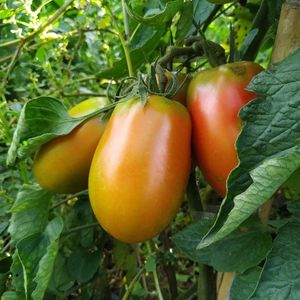 imagem do produto Tomate saladete 