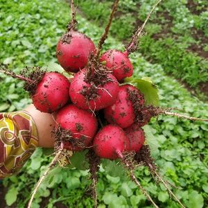 imagem do produto Rabanete