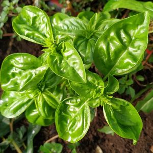 imagem do produto Manjericão