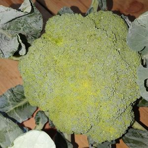 imagem do produto Brócolis