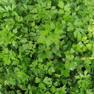 imagem do produto Salsa