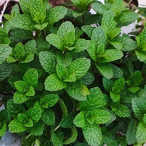 imagem do produto Hortelã