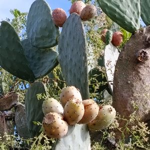 imagem do produto Figo da Índia