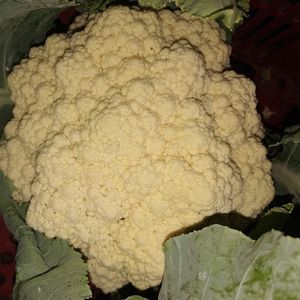 imagem do produto Couve flor