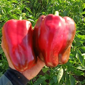 imagem do produto Pimentão vermelho