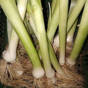 imagem do produto Alho poró