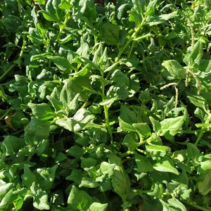 imagem do produto Espinafre