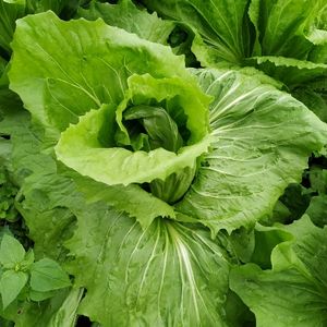 imagem do produto Radichi pão de açúcar