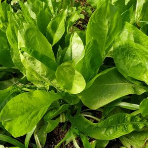 imagem do produto Radichi todo ano