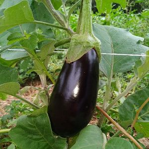 imagem do produto Beringela