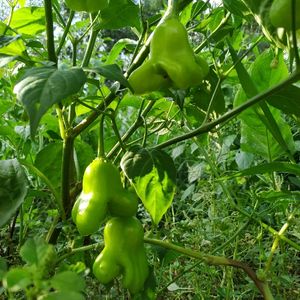 imagem do produto Pimenta chapéu de bispo