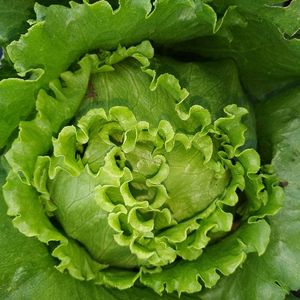 imagem do produto Alface americana