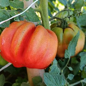 imagem do produto Tomate Pitanga 