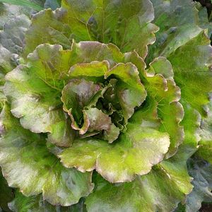 imagem do produto Alface americana roxa