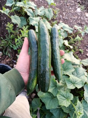 imagem do produto Pepino japonês