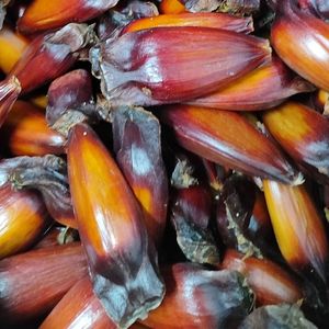 imagem do produto Pinhão 
