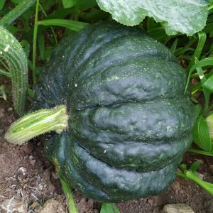 imagem do produto Moranga Japonesa