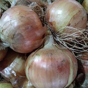 imagem do produto Cebola