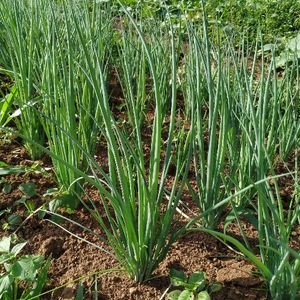 imagem do produto Cebolinha verde