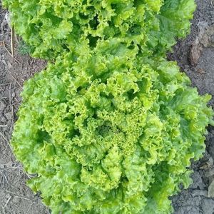 imagem do produto Alface crespa uni