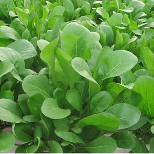 imagem do produto Rúcula unidade 