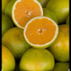 imagem do produto Laranja pera 20 kilos 