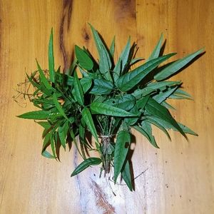 imagem do produto Pariri